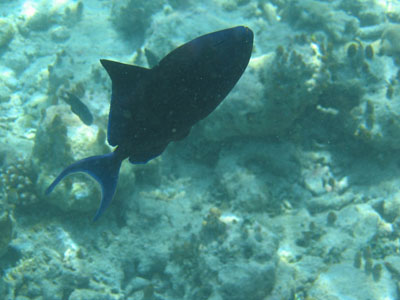 Redtooth triggerfish