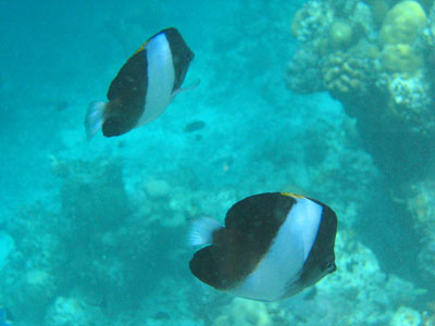 Brown and white butterflyfish