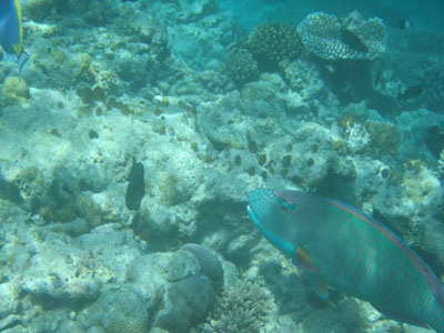 E:Candelamoa@parrotfish@H