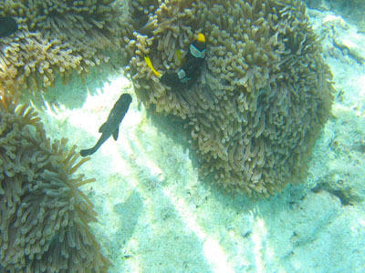 Clark's anemone fish