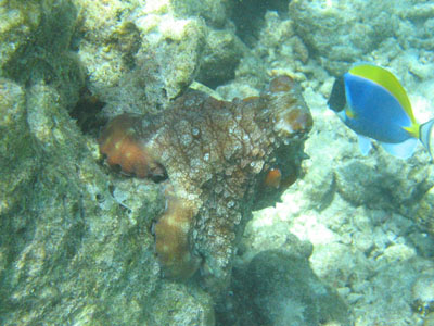 ^RBlue surgeonfish