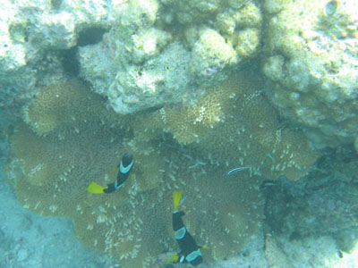 Clark's anemonefish