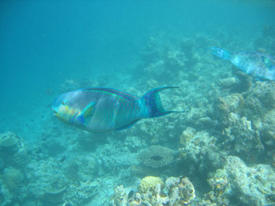Blue-barred parrotfish ?