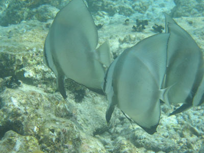 Orbicular batfish?