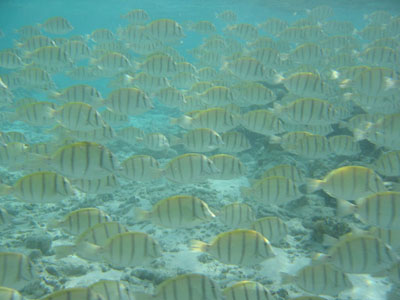 Convict surgeonfish̑QBnEX[t̐󐣂ɂ񂳂ƂB