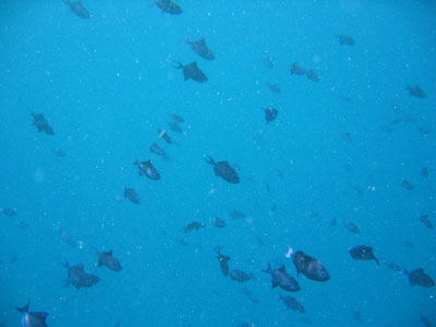Redtooth triggerfish̒tiHj̑QBhbvItɉSCƂB