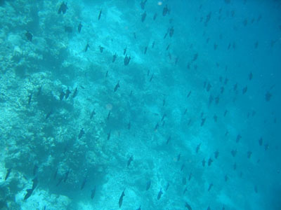 Redtooth triggerfish̒tiHj̑QB
