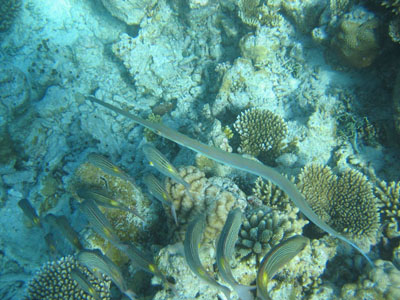 Cornetfish?