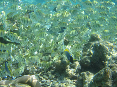 Convict surgeonfish ?