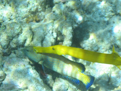 FChinese trumpetfish?