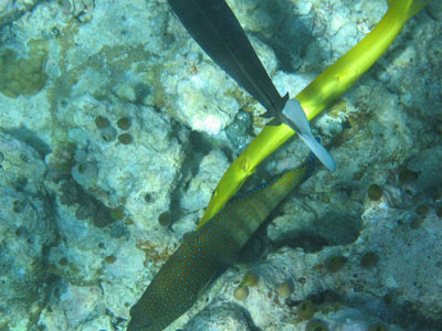 Chinese trumpetfish?@ɂƒB
